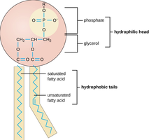 Phospholipid structure: hydrophilic head and hydrophobic tails