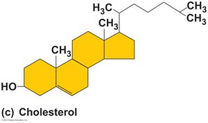 Cholesterol structure