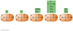 Amino acid structures