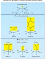 Amino acid chain