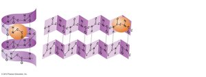 Secondary structure: alpha-helix and beta-pleated sheet