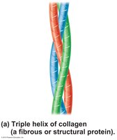 Triple helix of collagen