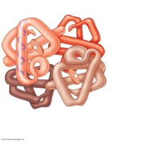 Hemoglobin: globular protein