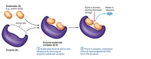 Enzyme action: bond formation and water release