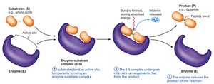 Enzyme action: product release