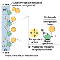 Nucleotide structure