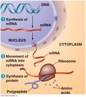 DNA to RNA to protein: flow of genetic information