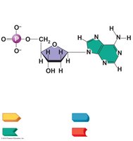 Adenine nucleotide structure