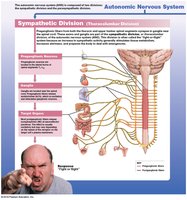 Sympathetic Division: Thoracolumbar Distribution and Pathways