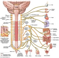Anatomical Distribution of Sympathetic Postganglionic Fibers