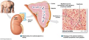 Adrenal Gland Structure and Histology