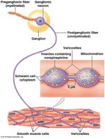 Sympathetic Motor Pathway: Synapse and Neurotransmitter Release