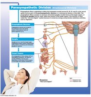 Parasympathetic Division: Craniosacral Distribution and Pathways