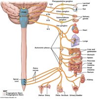 Anatomical Distribution of Parasympathetic Output