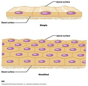 Simple and stratified epithelial tissue diagram