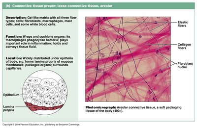 Skin layers and structures diagram