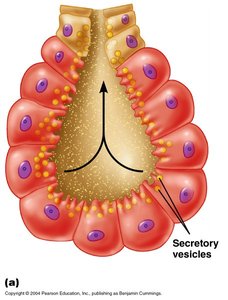 Holocrine secretion diagram