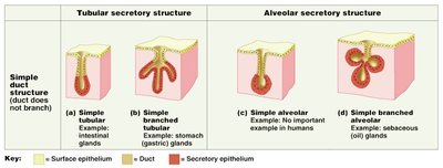 Compound gland structure diagram