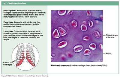 Connective tissue cell types diagram
