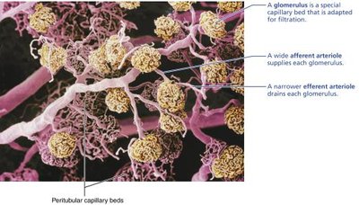 Histological section of renal corpuscle and tubules