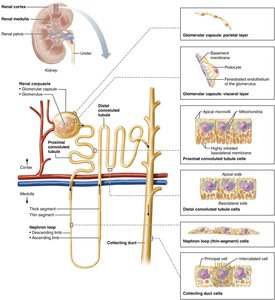 Filtration membrane and podocyte structure