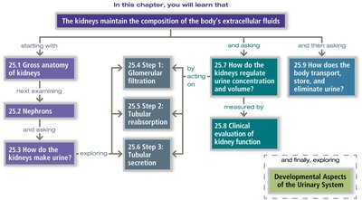 Urinary system chapter overview flowchart