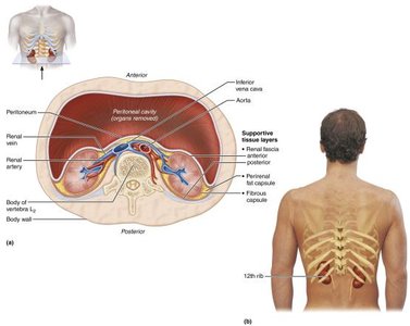 Transverse and posterior view of kidney location and supportive tissue
