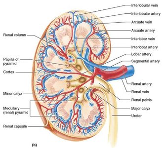 Frontal section of kidney showing cortex, medulla, pyramids, and calyces
