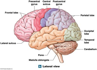 Lateral view of the cerebrum showing lobes and major gyri/sulci