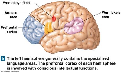 Prefrontal cortex and language areas in the brain