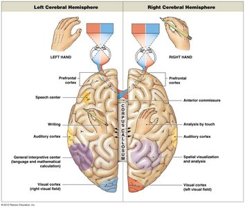 Lateralization of cerebral functions