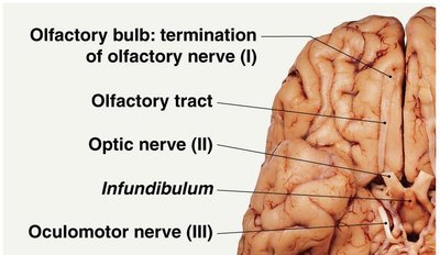 Olfactory and optic nerves at the base of the brain