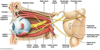 Cranial nerves controlling eye movements