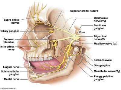 Trigeminal nerve and its branches
