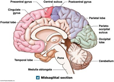 Midsagittal section of the cerebrum showing lobes and gyri