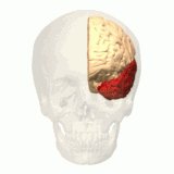 Occipital lobe highlighted in the brain