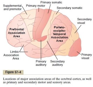 Diagram showing integration of sensory information in the cortex