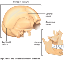 Cranial and facial divisions of the skull with sutures