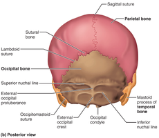 Posterior view of the skull highlighting occipital bone features