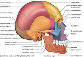 External anatomy of the right side of the skull highlighting temporal bone