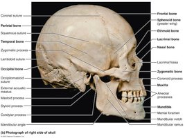 Midsagittal section showing internal anatomy of the skull highlighting ethmoid bone