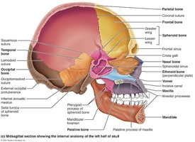 External anatomy of the right side of the skull highlighting mandible