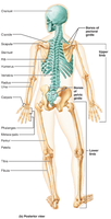 Posterior view of the human skeleton with labeled bones