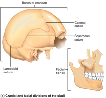 Cranial and facial divisions of the skull