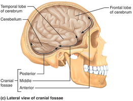 Lateral view of cranial fossae and brain regions