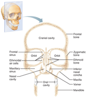 Frontal section showing major cavities of the skull