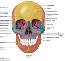 Anterior and posterior views of the skull highlighting the frontal bone