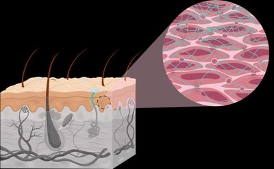 Dermal layers: papillary and reticular