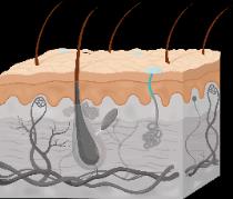 Epidermal cell types: keratinocyte, melanocyte, dendritic cell, tactile cell