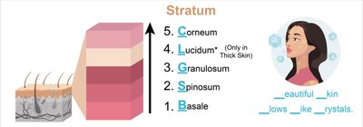Diagram of epidermal layers